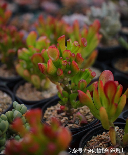 探访韩国多肉植物基地，中韩多肉大对比（二）
