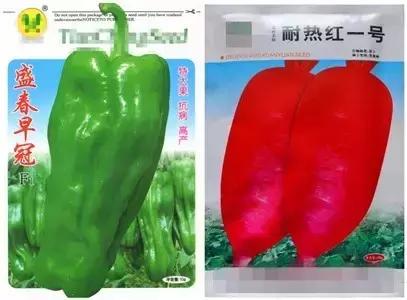 种子种菜阳台教程,阳台种菜种子做法视频教程