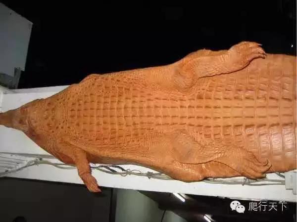 奥里诺科鳄有多漂亮,奥里诺科鳄最大多大