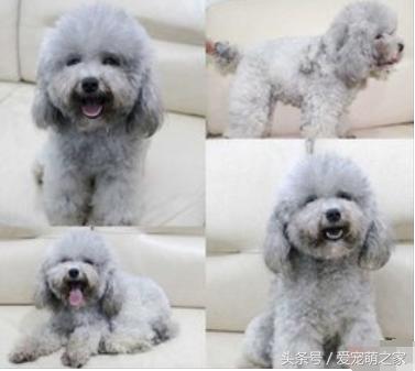 泰迪价格最低多少钱,泰迪最低价格是多少