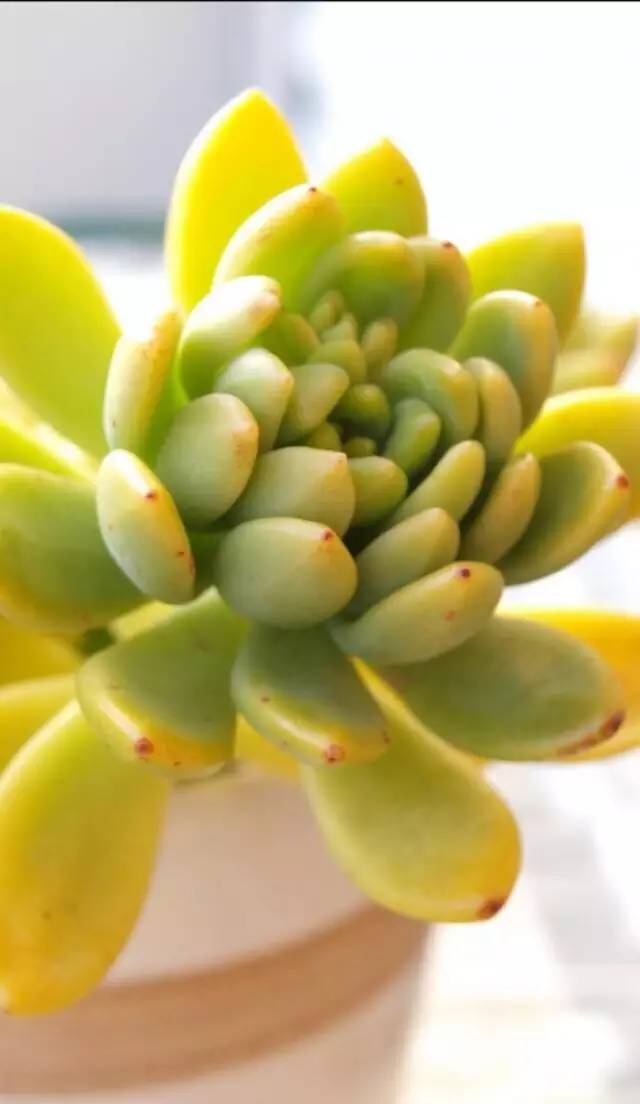 王者荣耀英雄pk古代英雄,王者荣耀遇到多肉阵容怎么办