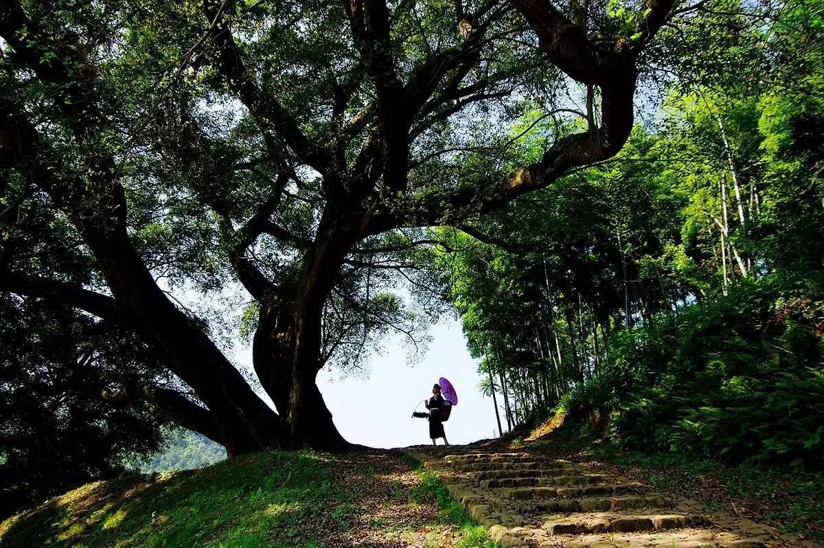 宁德有哪些民族乡,宁德特色村落