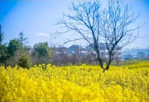 震惊！常州这些地方竟然这么黄！