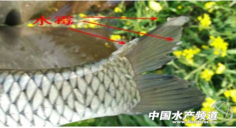 鱼儿得了白毛病怎么治疗,鱼儿身上长白点怎么办