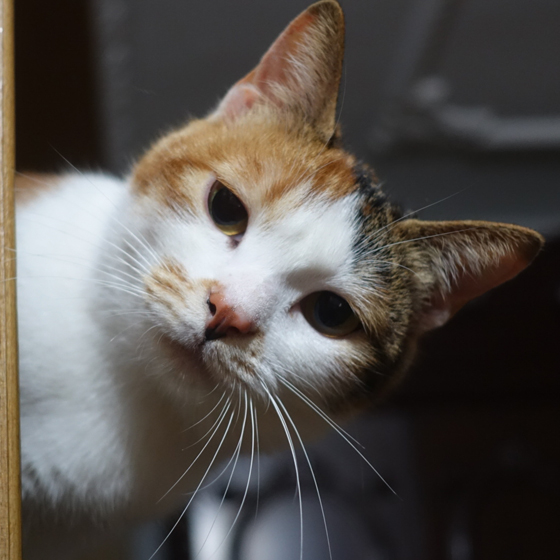 不懂日语可以去日本购物吗,不懂日语去日本买东西