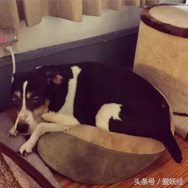 爱妖经|开春了,来锅猫吧