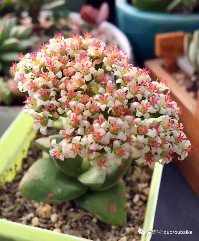 那些年我养过的多肉,这些年养过的花花草草