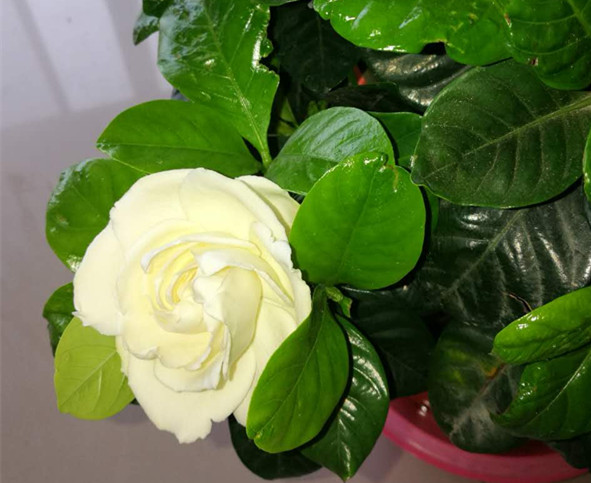 等一株花开的诗句,等一棵开花结果的树唯美句子