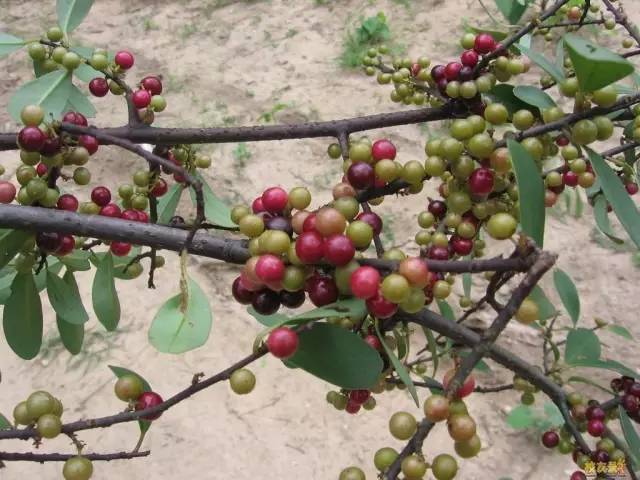 小时候山上的野果你还记得多少,还记得小时候这些野果吗