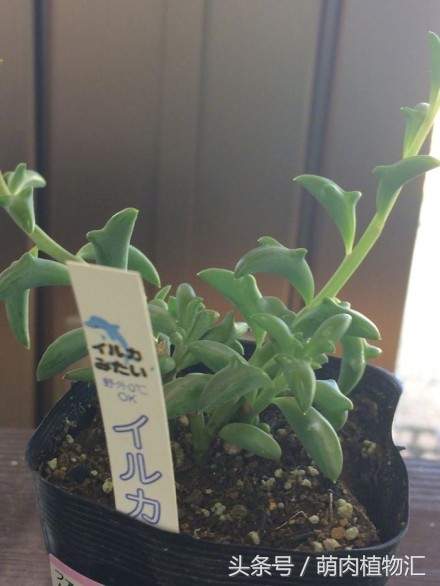 海豚嘴多肉,海豚风铃多肉