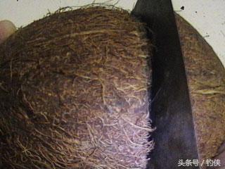 自制鱼洞,用椰子做窝