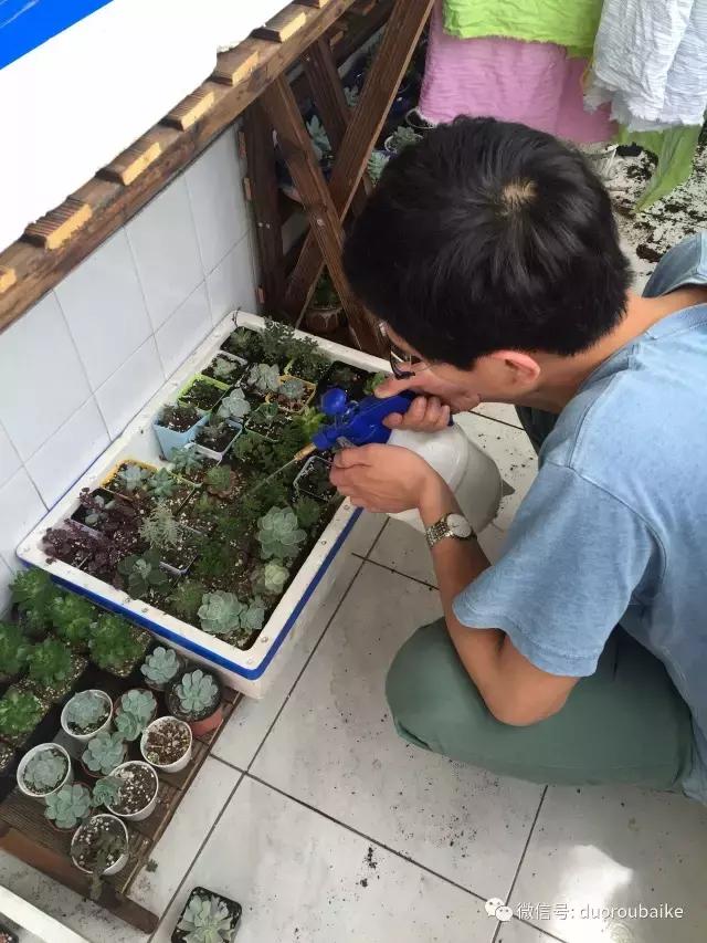 多肉为什么比较坑,多肉基础知识详解