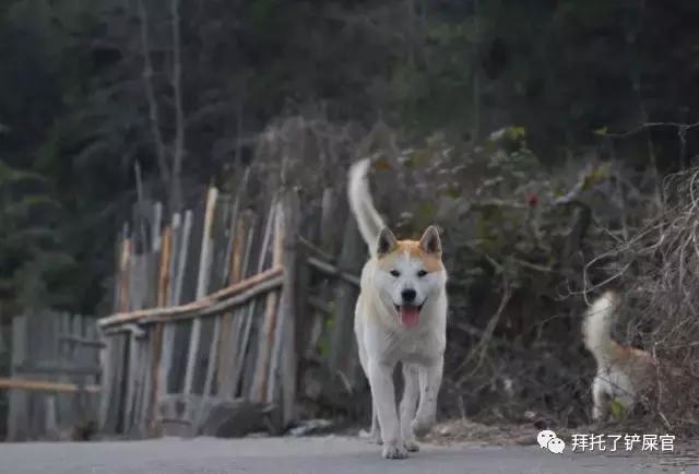 日本土狗为什么那么可爱,日本土狗是柴犬还是秋田犬
