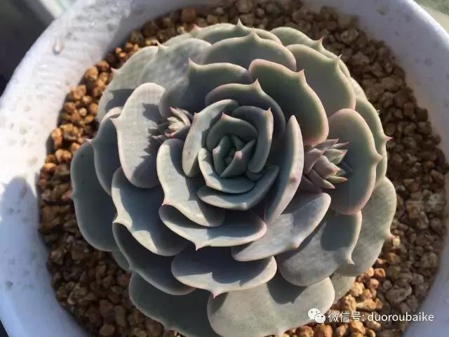 多肉为什么比较坑,多肉基础知识详解