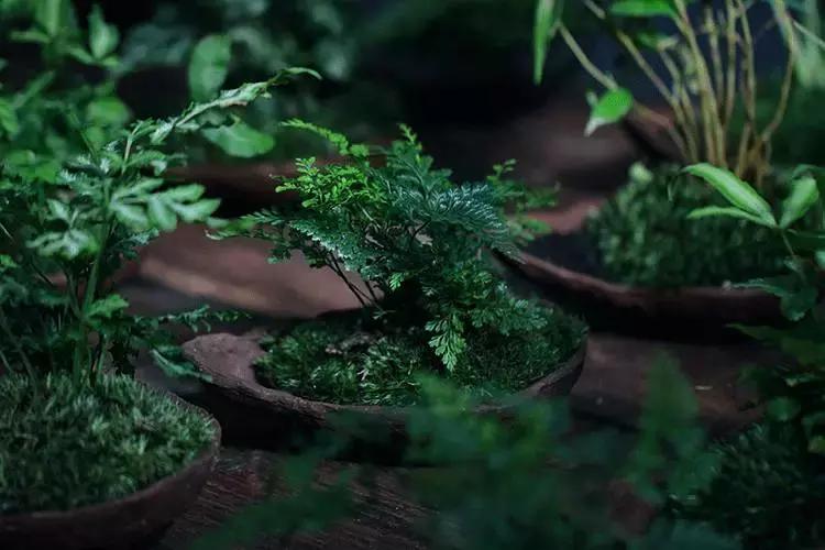 去除青苔的最好方法,去除青苔最有效的方法