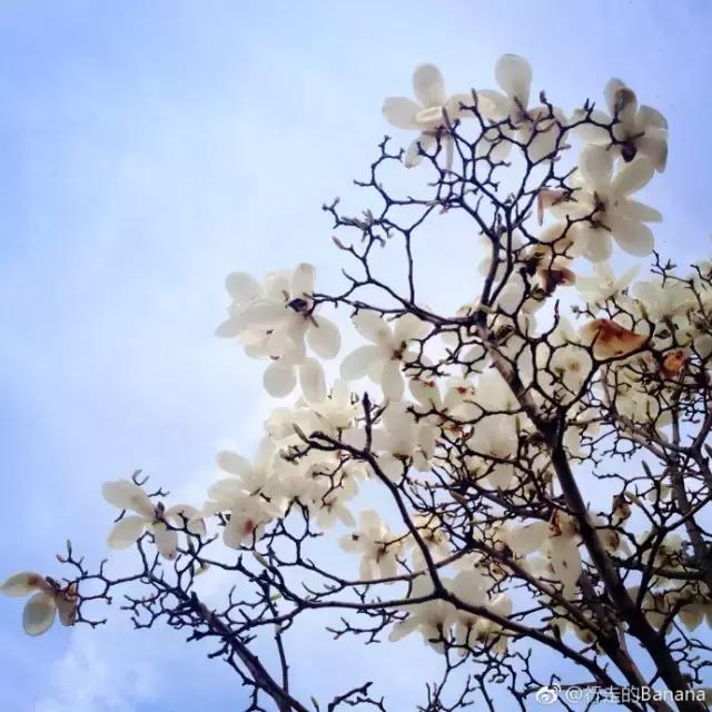 美爆了春天好去处,天津春天赏花的地方有哪些推荐