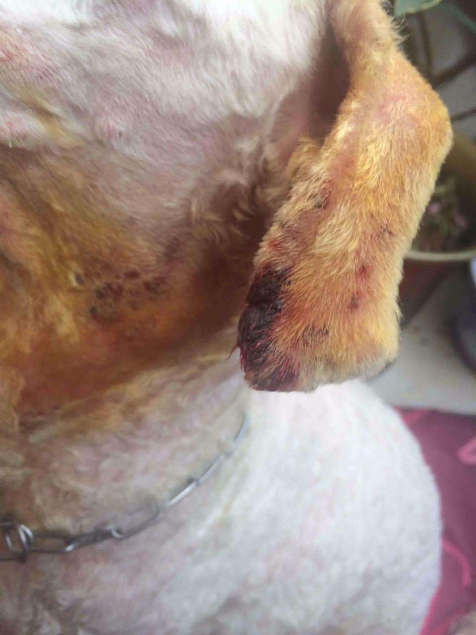 狗狗常见皮肤病及治疗方法,狗狗常见的皮肤病该怎么治