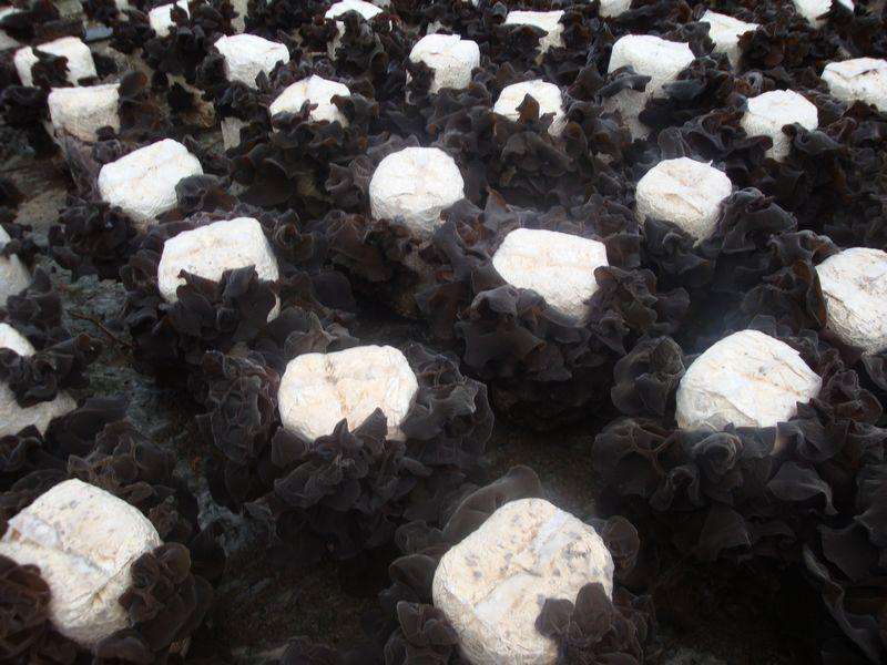 东北的木耳生长基地,人工种植黑木耳干货多少钱一斤