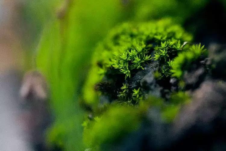 去除青苔的最好方法,去除青苔最有效的方法