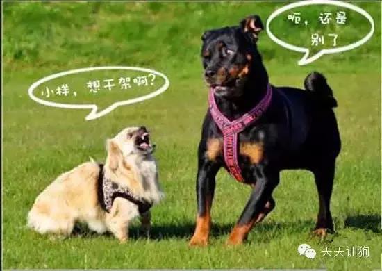 狗狗脾气越来越暴躁怎么办,狗狗脾气变暴躁的原因及解决方法