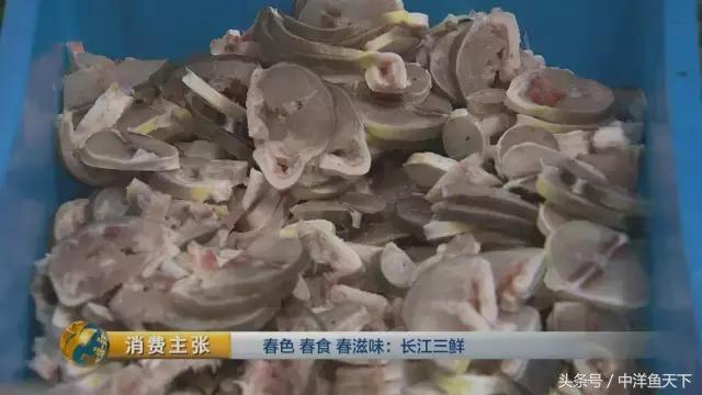 鲥鱼和刀鱼的鲜美,刀鱼鲥鱼河豚被称为长江三鲜