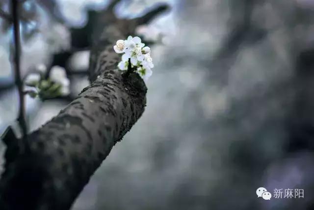 春天第一花麻阳,故乡最先盛开的是什么花