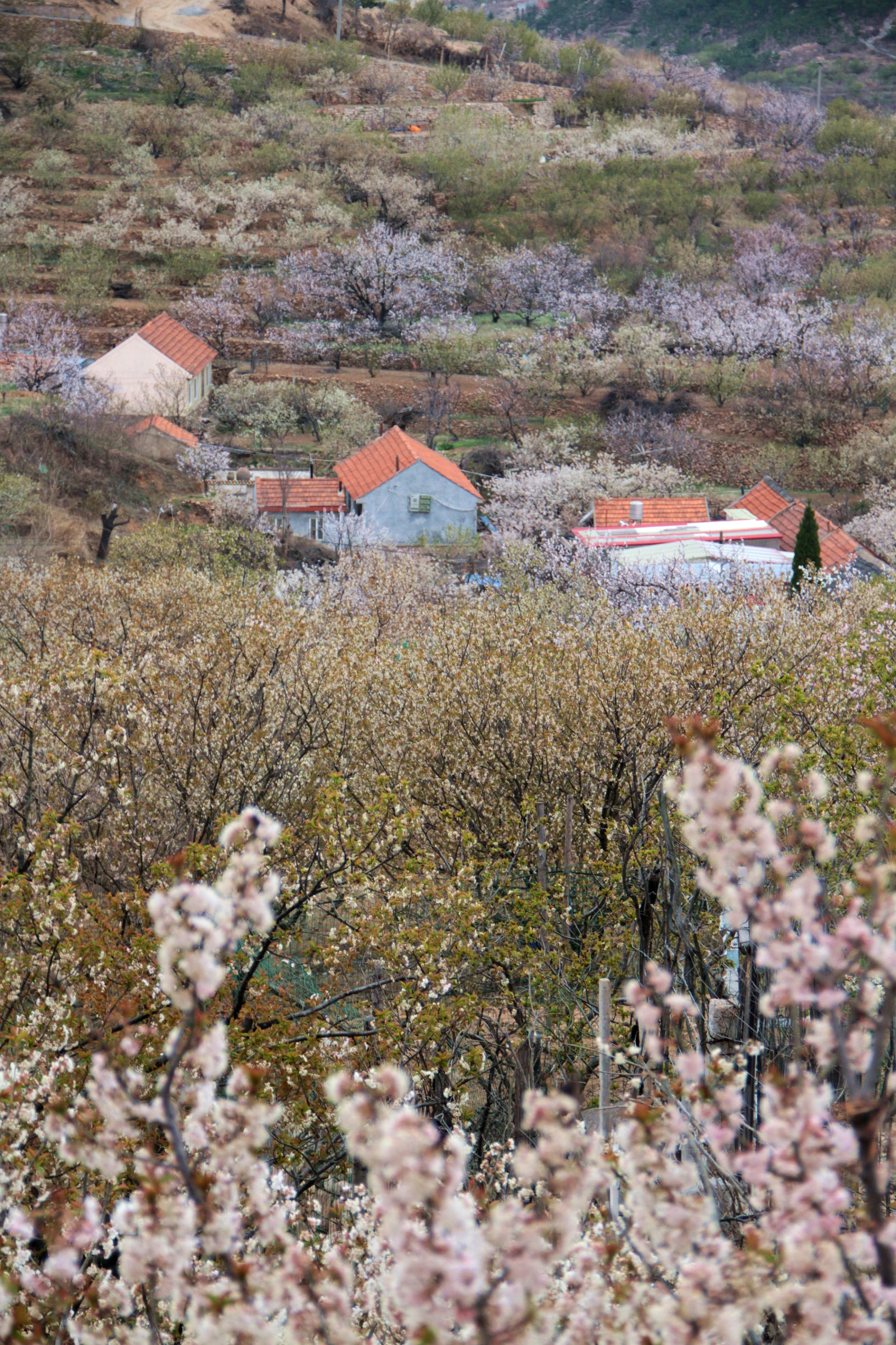 青岛华夏樱桃谷,青岛樱桃谷小道