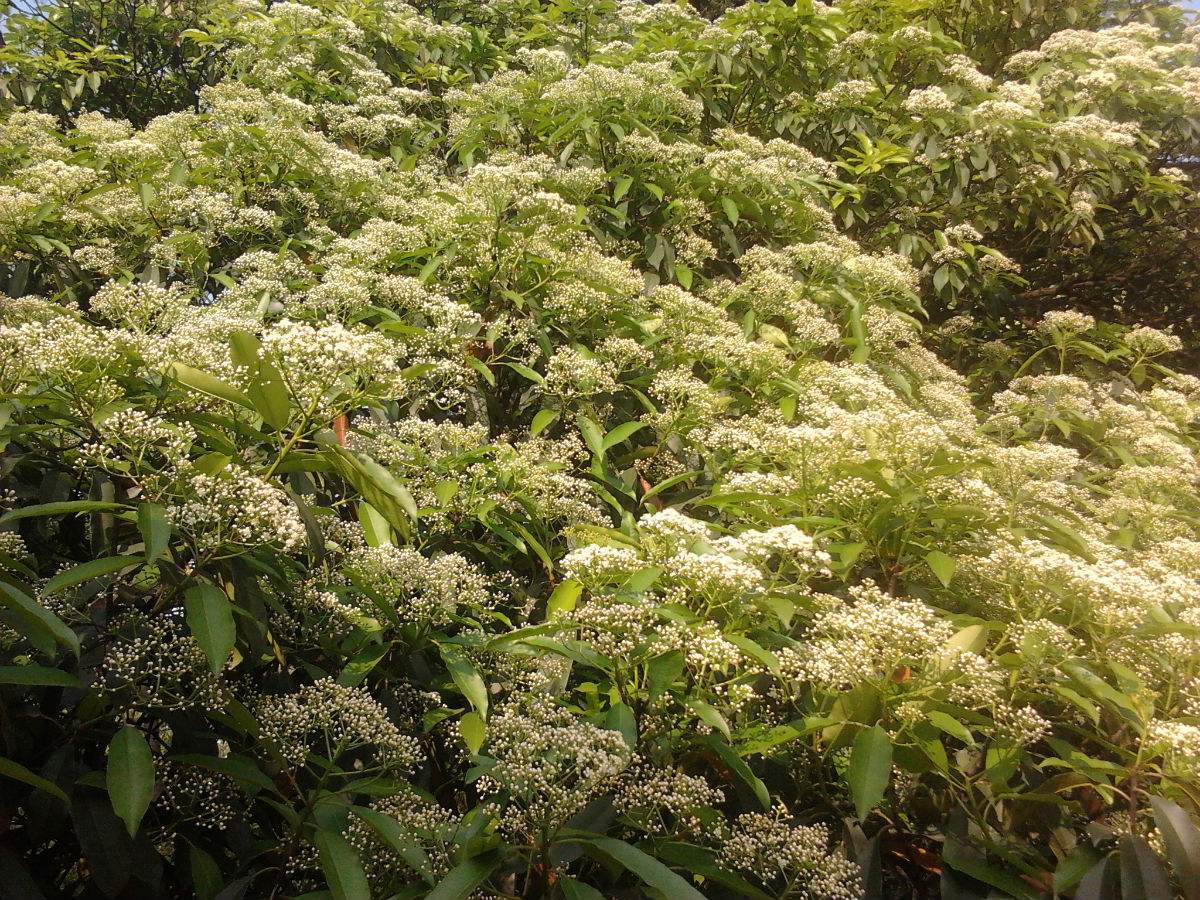 武汉大学新晋校花！不可描述的花香