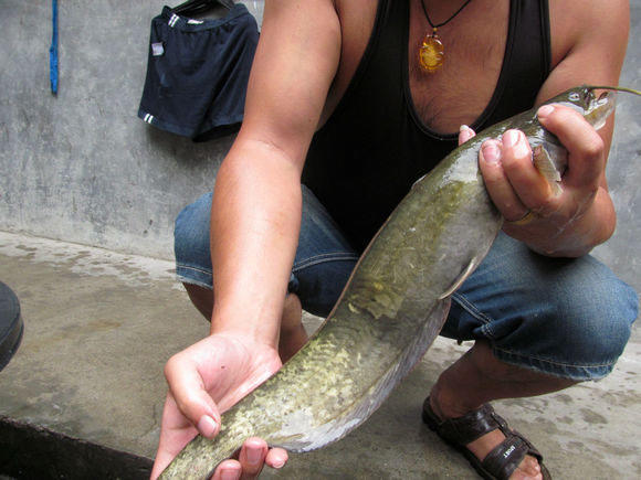 钓鱼的小虫子，有鱼必上钩，被誉为“动物人参”