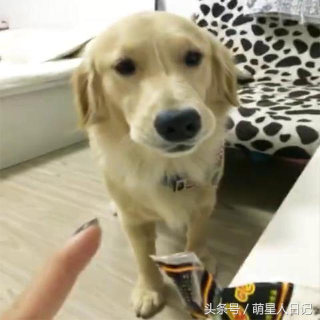 金毛偷吃主人30多个鸡爪,金毛偷吃了10个鸡爪