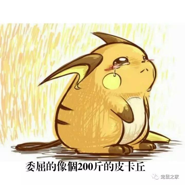 鸡不撒尿为什么喝水没事,天竺鼠几乎不喝水