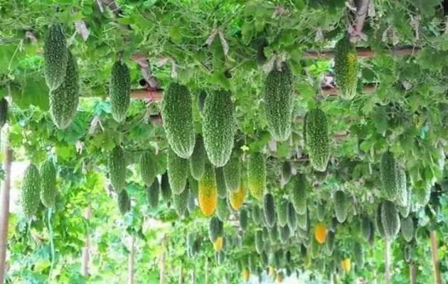 蔬菜种植没销路怎么办,蔬菜种植过程中资金不够该怎么办