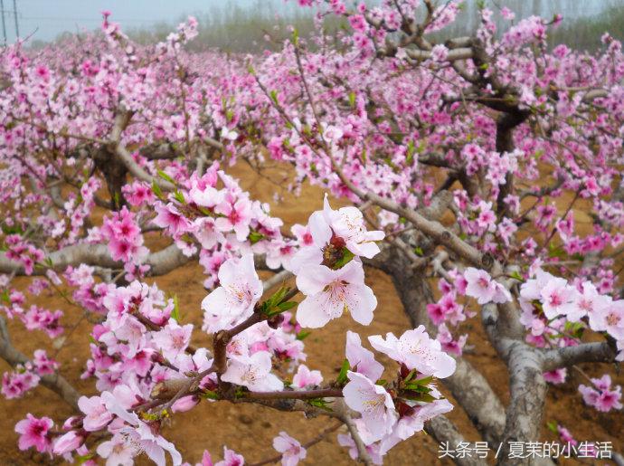 新乡的你要知道，养这些花对身心好，最后一个能吃