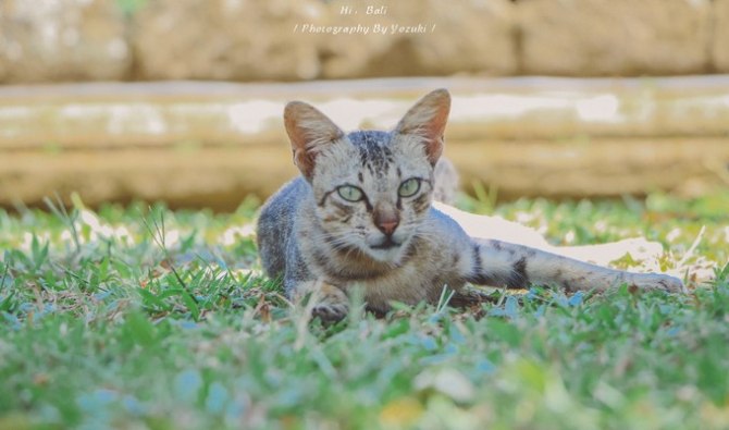 巴厘岛自由行5日游,巴厘岛天堂之旅