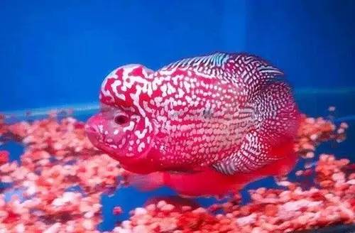 鱼友必知的鱼缸藻类防治秘籍,鱼友分享鱼病大全