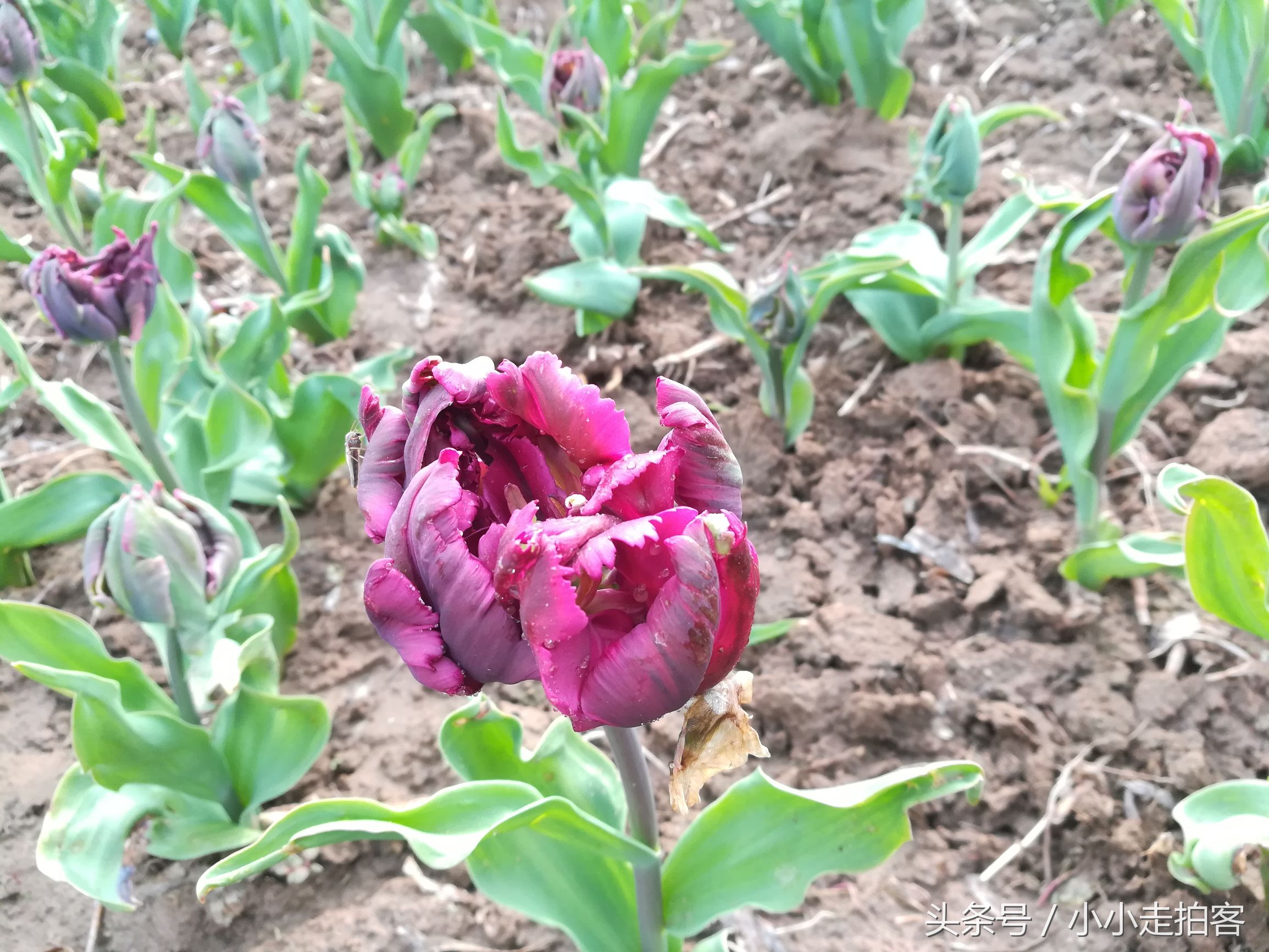 郁金香恶魔,传说中的郁金香种子