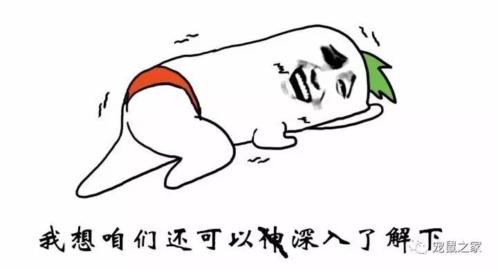 鸡不撒尿为什么喝水没事,天竺鼠几乎不喝水