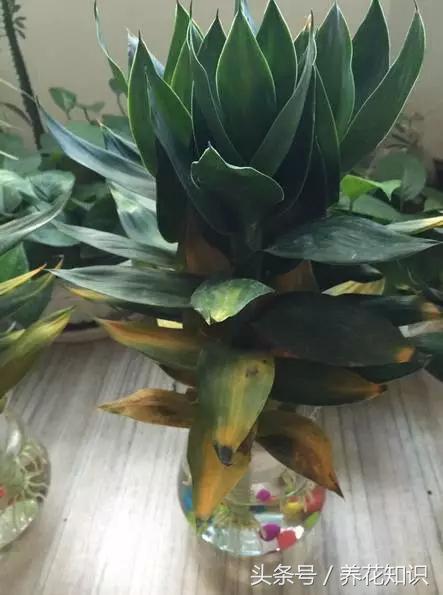 为啥刚买的富贵竹这么旺盛,买回来的富贵竹怎么养