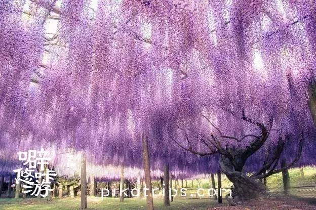 日本赏樱花最美的地方,日本春天看樱花攻略