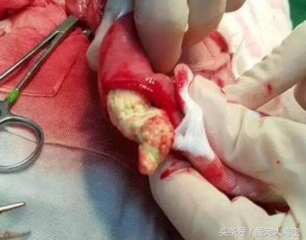 狗狗误食后浑身发抖,狗狗误食骨头拉肚怎么办