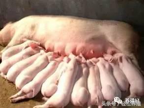 母猪轻松养,母猪高产养殖视频教程