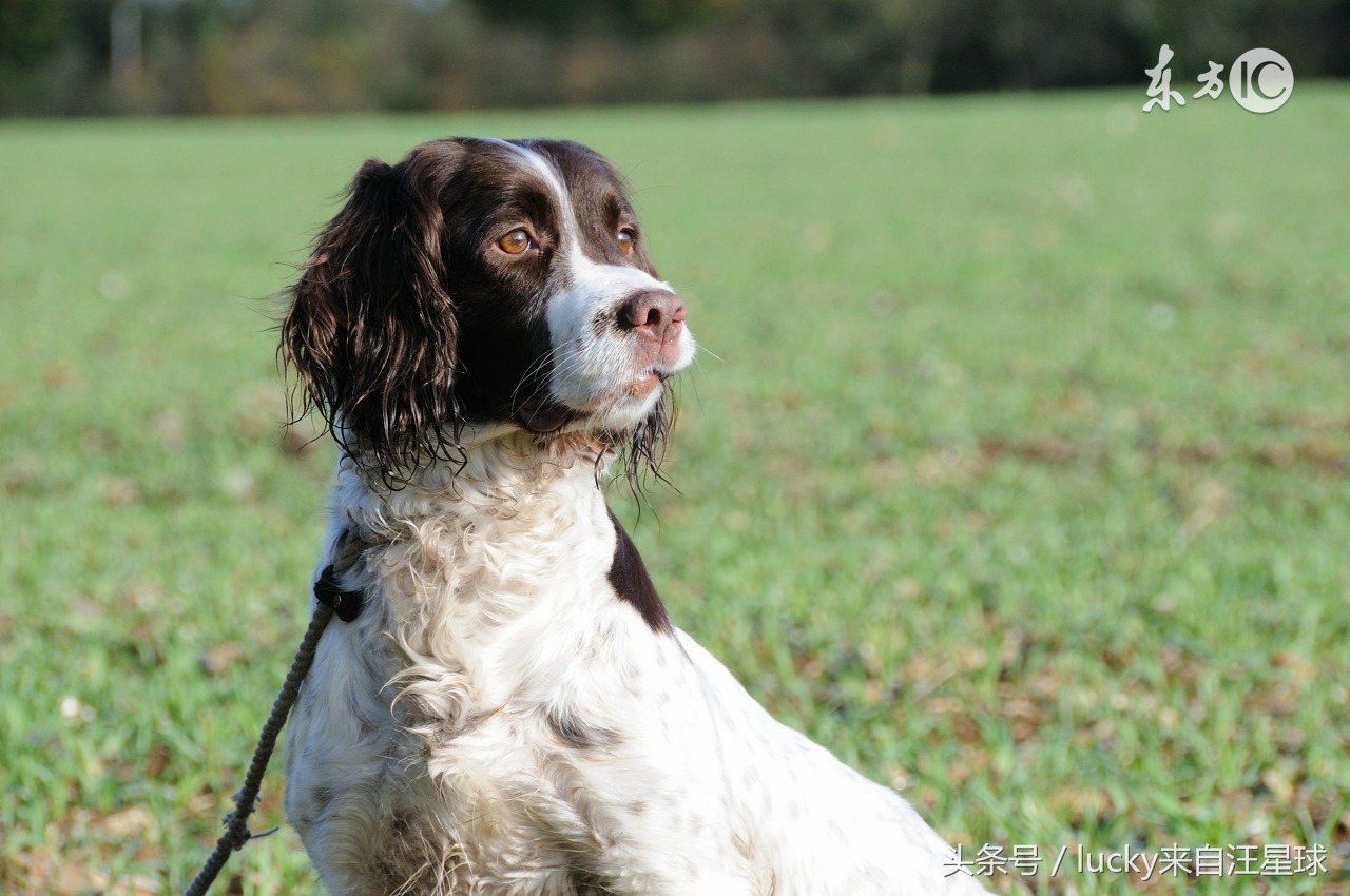 狗狗最常见的十大疾病,狗狗常见的皮肤病有哪些