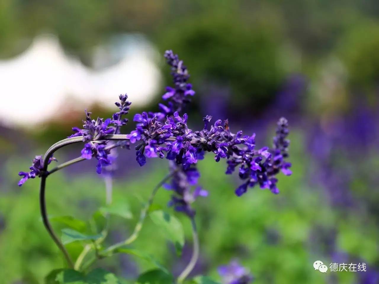不用去罗平也可以看油菜花,不用去日本也能看的樱花海