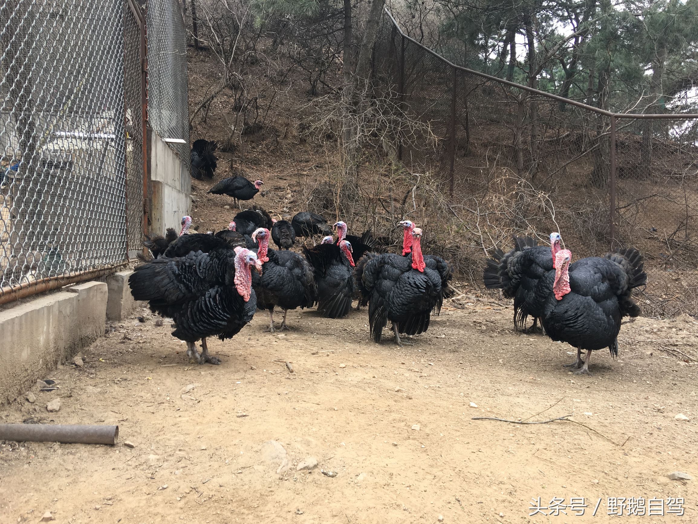 八达岭野生动物园野兽区,八达岭动物园自驾攻略大全