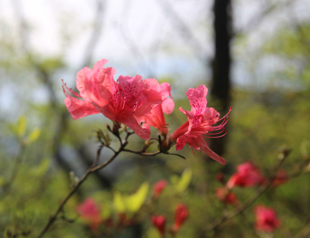 山东领秀户外:千里挺进大别山,众雄傲视天堂寨