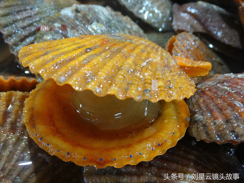 来三亚旅游想吃带壳的海鲜，不当冤大头，要有智慧善挑选和会安排
