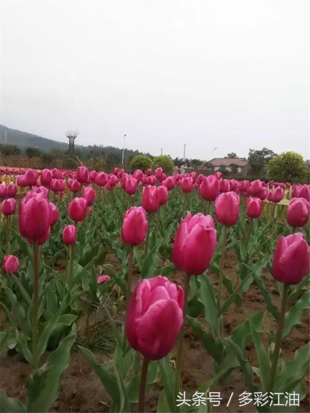 江油人是哪个城市人,江油市属于哪个市哪个区