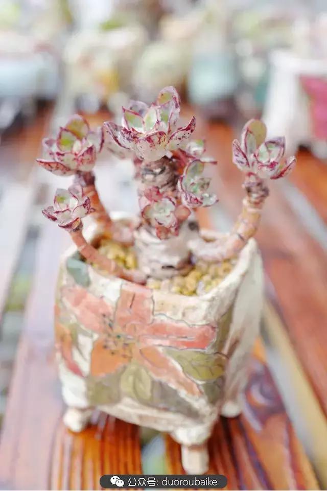 春雨多肉精品,包邮区的多肉