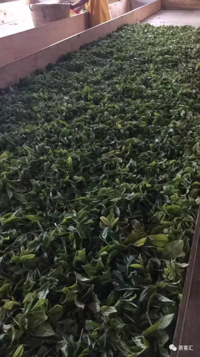 探寻普洱茶之旅路线,普洱茶人文寻访记第五天