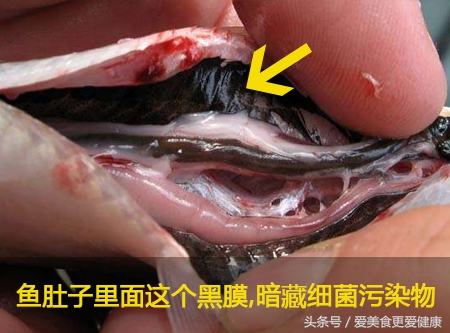 中华鲟鱼哪个部位有毒,裸斑鱼哪个部位有毒